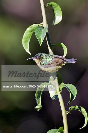 A female Collared Sunbird. A female Collared Sunbird.
