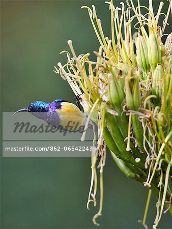 A Variable Sunbird , falkensteini,. A Variable Sunbird , falkensteini,.