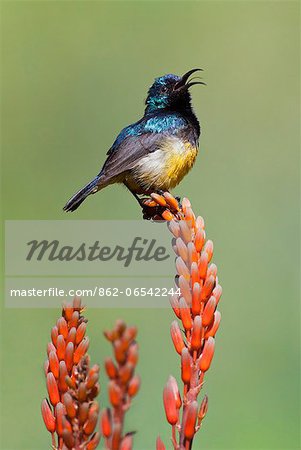 A Variable Sunbird , falkensteini, perched on an aloe. A Variable Sunbird , falkensteini, perched on an aloe.