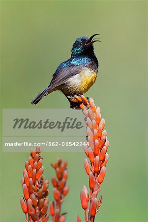 A Variable Sunbird , falkensteini, perched on an aloe.