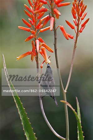 An Amethyst Sunbird feeding on an aloe flower. An Amethyst Sunbird feeding on an aloe flower.