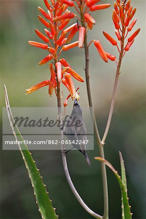 An Amethyst Sunbird feeding on an aloe flower.