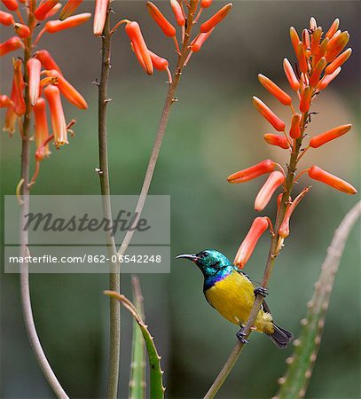A Variable Sunbird , falkensteini, perched on an aloe. A Variable Sunbird , falkensteini, perched on an aloe.
