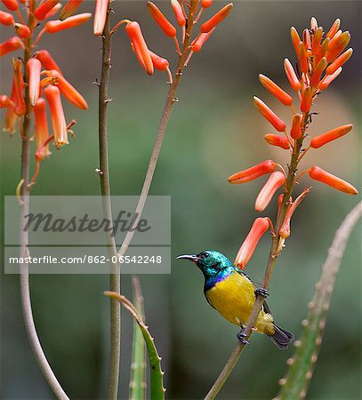 A Variable Sunbird , falkensteini, perched on an aloe.