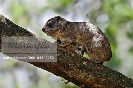 A Southern tree hyrax protecting its young.