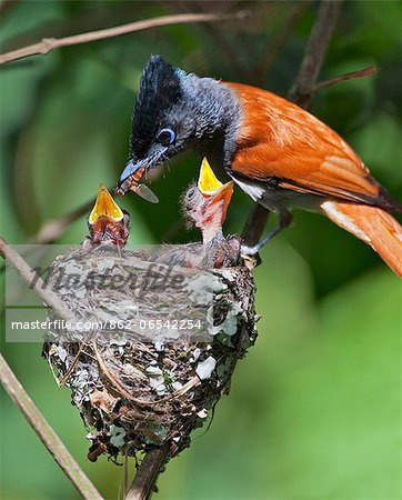 A male African Paradise flycatcher feeding young chicks with a large insect.