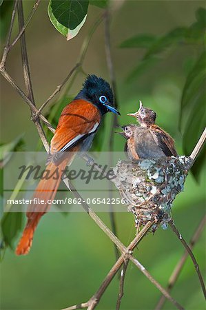 A male African Paradise flycatcher feeding its hungry chicks. A male African Paradise flycatcher feeding its hungry chicks.