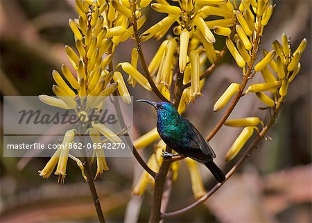 A Variable Sunbird , falkensteini, perched on a yellow aloe.