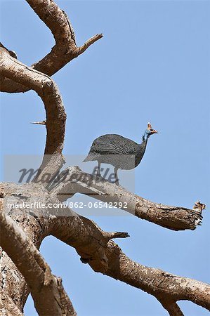 A helmeted Guineafowl on a dead tree, Amboseli National Park, Kenya A helmeted Guineafowl on a dead tree, Amboseli National Park, Kenya