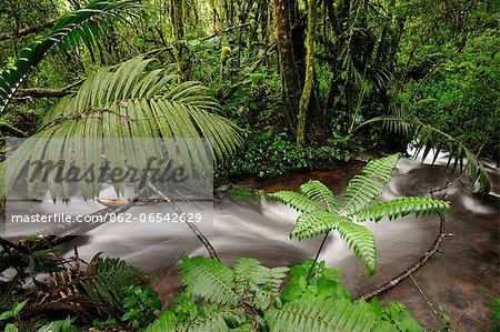A beautiful stream in Panamas Parque De Nacional De Amistad and surrounding lush forest.