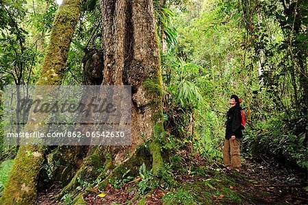 Awe inspiring tree in Parque Nacional de Amistad, Panama, Central America.