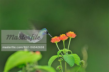 Hummingbird and flower at Chiriqui Grande, Panama, Central America