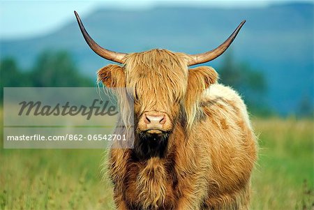 Scotland, Western Isles, Hebrides, Mull. Highland cow.