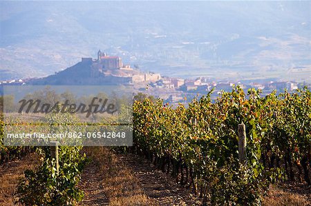 Vineyards in La Rioja , Alava, Rioja and Basque Country, Spain, Europe.