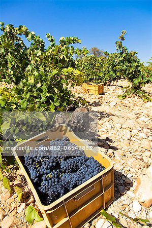 Harvest season in Briones, La Rioja, Spain