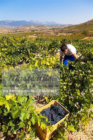 Harvest season in Briones, La Rioja, Spain