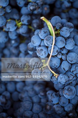 Harvest season in Briones, La Rioja, Spain