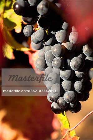 Vineyards in La Rioja , Alava, Rioja and Basque Country, Spain, Europe.