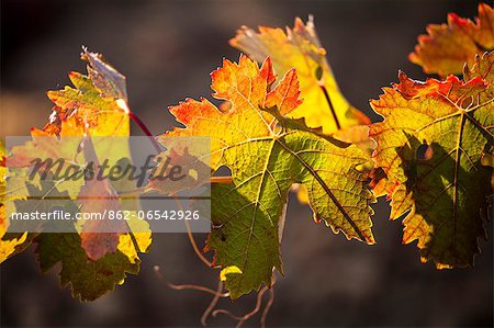 Vineyard in Laguardia, La Rioja, Spain, Europe