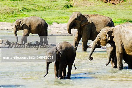 Sri Lanka, Pinnewala Elephant Orphanage near Kegalle, baby elephant bathing