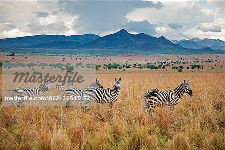 Burchell s zebra in Kidepo National Park, a park set in a semi arid wilderness of spectacular beauty in the far north of Uganda, bordering Southern Sudan.