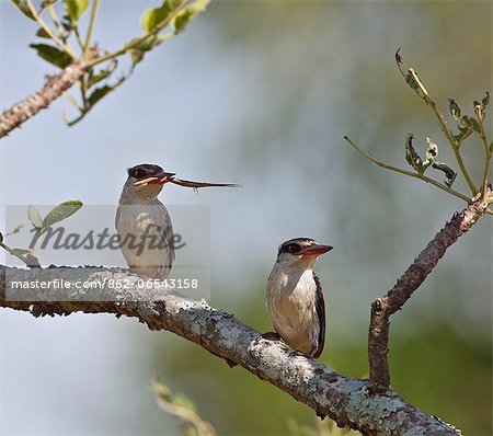A pair of Woodland Kingfishers, one with a large insect in its bill, Uganda, Africa A pair of Woodland Kingfishers, one with a large insect in its bill, Uganda, Africa