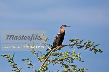 An African Darter perched on a tree on the banks of the Victoria Nile, Uganda, Africa An African Darter perched on a tree on the banks of the Victoria Nile, Uganda, Africa