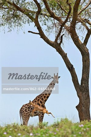 An Oribi leaps high in front of a curious Rothschilds Giraffe in Murchison Falls National Park, Uganda, Africa