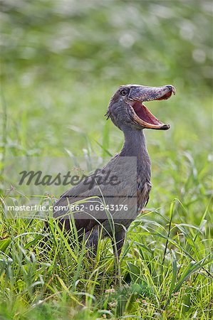 A Shoebill in the swamps near Wanseko, Uganda, Africa