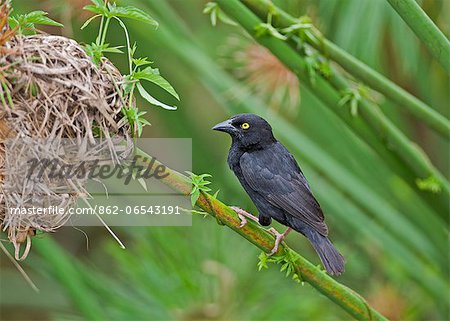 The distinctive bright yellow eye distinguishes Vieillots Black Weaver from other black weavers, Uganda, Africa The distinctive bright yellow eye distinguishes Vieillots Black Weaver from other black weavers, Uganda, Africa