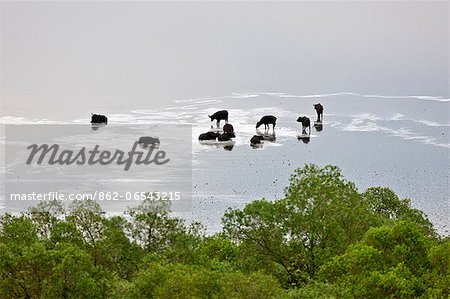 Buffalos wallow in the shallow, mildly saline volcanic crater lake called Lake Nyamunuka in Ugandas Queen Elizabeth National Park, Uganda, Africa
