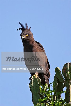 A Long crested Eagle with its long loose crest blowing in the breeze, Uganda, Africa