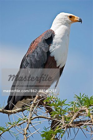 A magnificent African Fish Eagle perched on top of an acacia tree beside the Kazinga Channel, Uganda, Africa