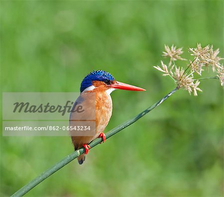 A beautiful Malachite Kingfisher perched on a reed beside the Kazinga Channel in Queen Elizabeth National Park, Uganda, Africa