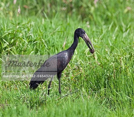 An African Open billed Stork with a snail in its bill, Uganda, Africa