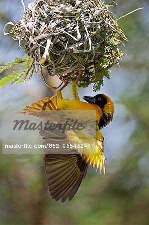 A Black headed Weaver builds its nest, Uganda, Africa A Black headed Weaver builds its nest, Uganda, Africa