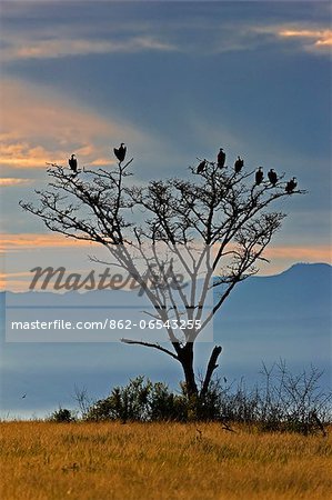 Vultures roost in a tall tree on the Ishasha plains at sunset, Uganda, Africa