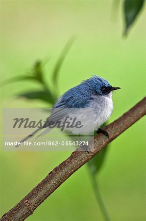 A White tailed Blue Flycatcher is an uncommon species restricted to the forests and forest edges of Western Uganda, Rwanda and Western Tanzania.