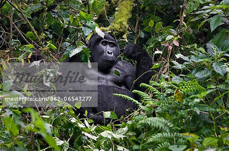 Silverback Nshongi leads a group of over twenty Mountain gorillas in the Bwindi Impenetrable Forest of Southwest Uganda, Africa