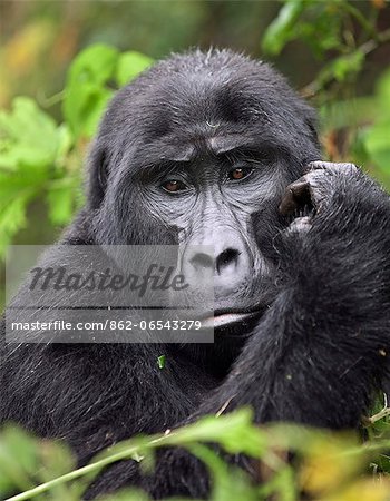 A Mountain Gorilla of the Nshongi Group in the Bwindi Impenetrable Forest of Southwest Uganda, Africa