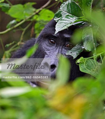 A Mountain Gorilla of the Nshongi Group conceals itself in the dense undergrowth of the Bwindi Impenetrable Forest of Southwest Uganda, Africa