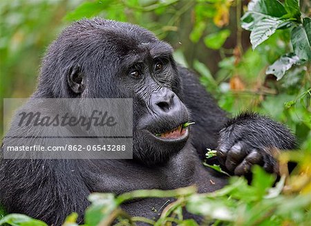 A Mountain Gorilla of the Nshongi Group feeds on leaves in the Bwindi Impenetrable Forest of Southwest Uganda, Africa