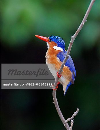 A beautiful Malachite Kingfisher at Lake Mburo, Uganda, Africa A beautiful Malachite Kingfisher at Lake Mburo, Uganda, Africa