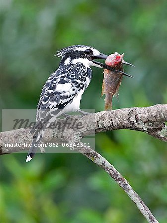 A Pied Kingfisher at Lake Mburo with a fish almost as big as itself, Uganda, Africa A Pied Kingfisher at Lake Mburo with a fish almost as big as itself, Uganda, Africa