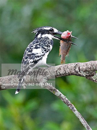 A Pied Kingfisher at Lake Mburo with a fish almost as big as itself, Uganda, Africa