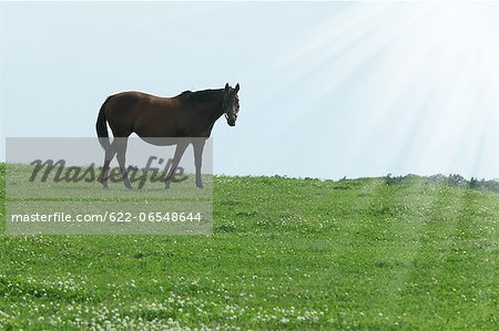 Horse and grassland