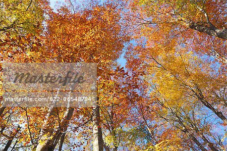 Beech forest