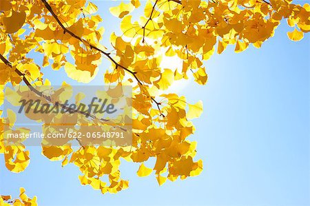 Yellow leaves and sunlight