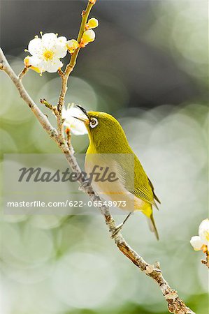 Japanese White Eye and plum flowers