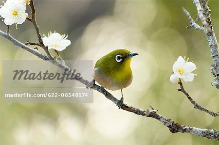 Japanese White Eye and plum flowers Japanese White Eye and plum flowers
